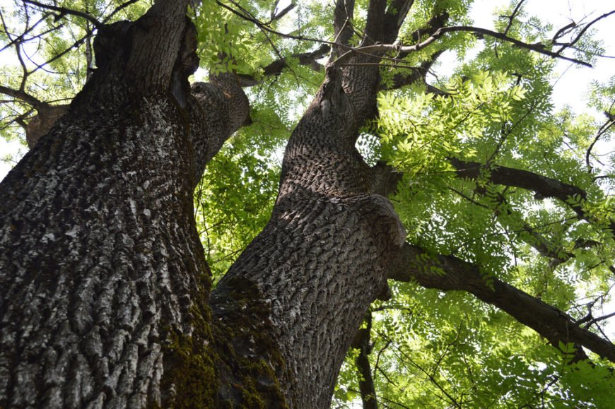 Wooden skis made from ash wood